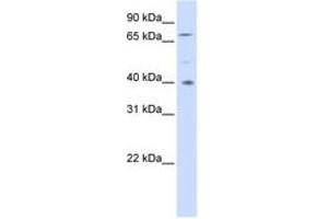 Image no. 1 for anti-Spermatogenesis Associated 7 (SPATA7) (AA 252-301) antibody (ABIN6741401) (SPATA7 antibody  (AA 252-301))