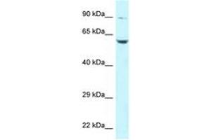 Image no. 1 for anti-Polo-Like Kinase 2 (PLK2) (AA 261-310) antibody (ABIN6747732) (PLK2 antibody  (AA 261-310))