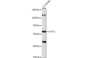 Western blot analysis of extracts of U-251MG cells, using CHST2 antibody (ABIN7266067) at 1:1000 dilution. (CHST2 antibody  (AA 231-530))