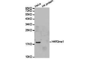 Western blot analysis of extracts of HeLa cell line and H4 protein expressed in E. (Histone 3 antibody  (meArg3))