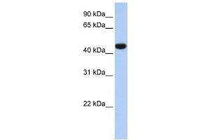 IDH1 antibody used at 1 ug/ml to detect target protein. (IDH1 antibody)