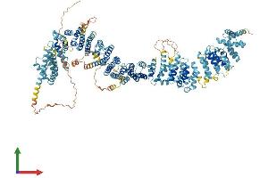 AlphaFold protein structure predicition of Human Recombinant MROH5 Protein, UniprotID Q6ZUA9 (MROH5 Protein (AA 1-1318) (His tag))