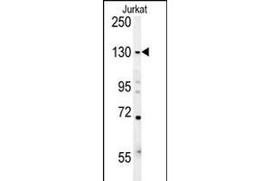 EHMT2 Antibody (N-term) (ABIN651717 and ABIN2840372) western blot analysis in Jurkat cell line lysates (15 μg/lane). (EHMT2 antibody  (N-Term))
