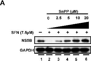 Western Blotting (WB) image for anti-Glyceraldehyde-3-Phosphate Dehydrogenase (GAPDH) antibody (ABIN2857072)