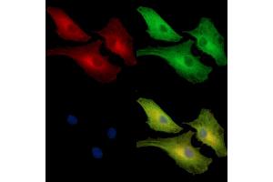 ABIN7097091 and ABIN7101158 staining  cells by IF/ICC. (NCF1C antibody)