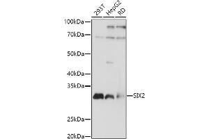 Western blot analysis of extracts of various cell lines, using SIX2 antibody (ABIN7270329) at 1:1000 dilution. (SIX2 antibody  (C-Term))