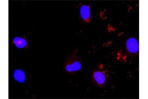 Proximity Ligation Analysis of protein-protein interactions between STAT5A and SHC1. (STAT5A antibody  (AA 1-794))