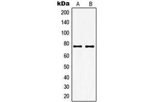 Western blot analysis of GUCY1A3 expression in THP1 (A), KNRK (B) whole cell lysates.