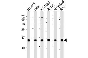 All lanes : Anti-HIST3H2A Antibody (N-term) at 1:2000 dilution Lane 1: human heart lysate Lane 2: Hela whole cell lysate Lane 3: HT-1080 whole cell lysate Lane 4: Jurkat whole cell lysate Lane 5: mouse eyeball lysate Lane 6: Raji whole cell lysate Lysates/proteins at 20 μg per lane. (HIST3H2A antibody  (N-Term))