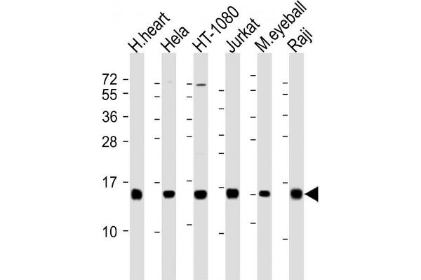 HIST3H2A antibody  (N-Term)