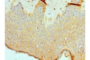 Immunohistochemistry of paraffin-embedded human skin tissue using ABIN7160711 at dilution of 1:100 (ASMTL antibody  (AA 1-290))