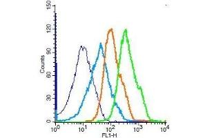 SIRT5 antibody  (AA 120-170)