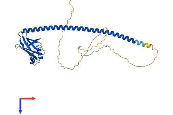 XRCC4 Protein (AA 1-336) (His tag)