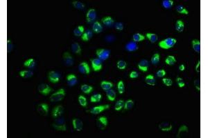 Immunofluorescence staining of Hela cells with ABIN7170299 at 1:166, counter-stained with DAPI. (SLCO2A1 antibody  (AA 416-518))