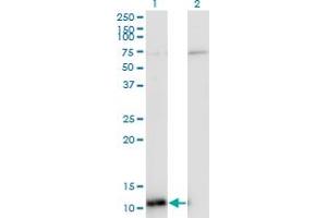 Western Blot analysis of ERH expression in transfected 293T cell line by ERH monoclonal antibody (M14), clone 4A10. (ERH antibody  (AA 1-104))