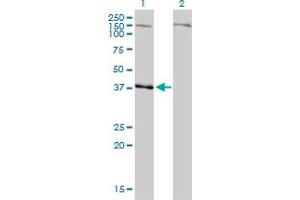 Western Blot analysis of NDN expression in transfected 293T cell line by NDN monoclonal antibody (M02), clone 1B3. (NDN antibody  (AA 222-321))