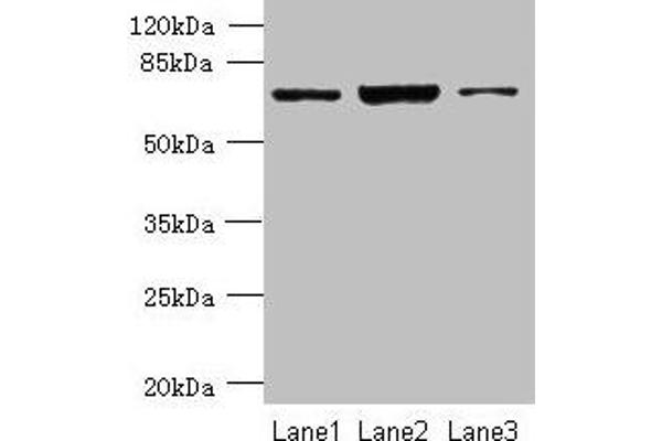 CCDC116 antibody  (AA 1-300)