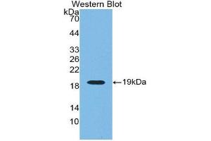Western Blotting (WB) image for anti-Renalase, FAD-Dependent Amine Oxidase (RNLS) (AA 18-150) antibody (ABIN1860461)