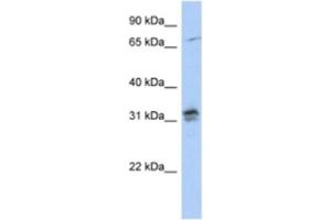 Western Blotting (WB) image for anti-H1 Histone Family, Member O, Oocyte-Specific (H1FOO) antibody (ABIN2463933) (H1FOO antibody)