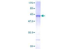 WDR4 Protein (AA 1-266) (GST tag)