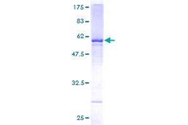 WDR4 Protein (AA 1-266) (GST tag)