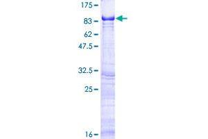 EIF2D Protein (AA 1-584) (GST tag)