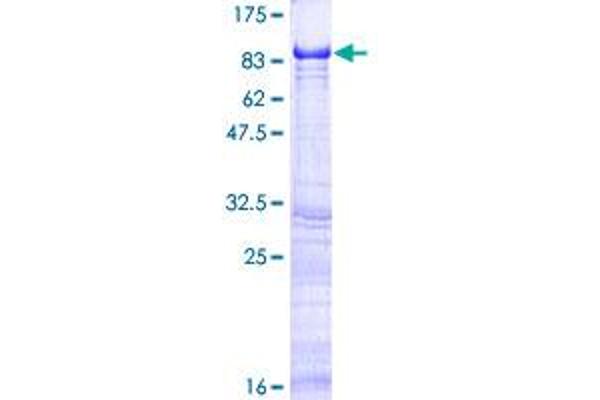 EIF2D Protein (AA 1-584) (GST tag)