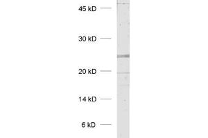 dilution: 1 : 1000, sample: rat placenta homogenate (KDELR1 antibody  (AA 192-212))