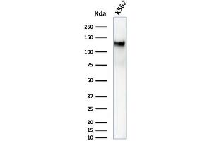 Western Blot Analysis of K562 cell lysate using CD43 Mouse Monoclonal Antibody (DF-T1). (CD43 antibody)