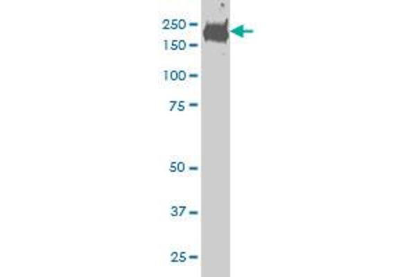 CDC42BPB antibody  (AA 1580-1679)