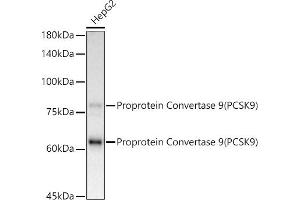 Western blot analysis of extracts of HepG2 cells, using Proprotein Convertase 9(PCSK9) antibody (ABIN7269570) at 1:1000 dilution. (PCSK9 antibody)