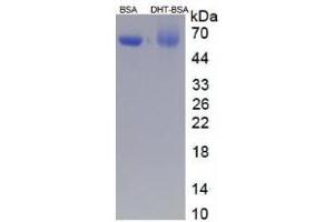 Image no. 2 for Dihydrotestosterone (DHT) protein (BSA) (ABIN1880181)
