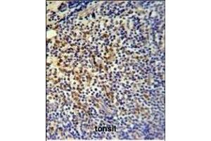 TP3 Antibody (C-term) (ABIN651194 and ABIN2840125) IHC analysis in formalin fixed and paraffin embedded tonsil followed by peroxidase conjugation of the secondary antibody and DAB staining. (TPPP3 antibody  (AA 117-146))