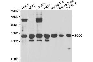 Western blot analysis of extracts of various cell lines, using SCO2 antibody. (SCO2 antibody)