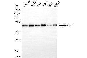 anti-Protein Kinase, Membrane Associated tyrosine/threonine 1 (PKMYT1) antibody