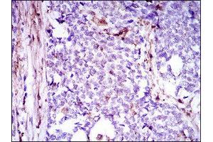 Immunohistochemistry (IHC) image for anti-Niemann-Pick Disease, Type C1 (NPC1) (AA 34-174) antibody (ABIN1845969) (NPC1 antibody  (AA 34-174))