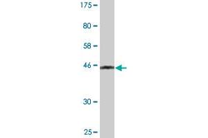 Western Blot detection against Immunogen (43. (PMCH antibody  (AA 1-165))