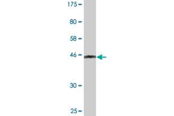 PMCH antibody  (AA 1-165)