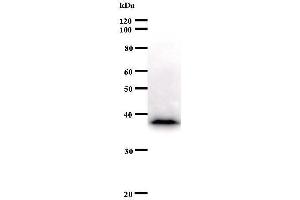Western Blotting (WB) image for anti-c-Fos (c-Fos) antibody (ABIN931043) (c-FOS antibody)