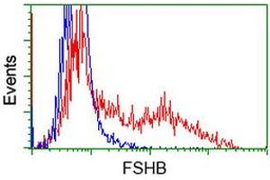 HEK293T cells transfected with either RC214616 overexpress plasmid (Red) or empty vector control plasmid (Blue) were immunostained by anti-FSHB antibody (ABIN2453055), and then analyzed by flow cytometry. (FSHB antibody)