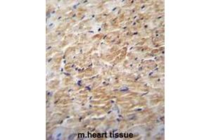 KRBA2 Antibody (Center) immunohistochemistry analysis in formalin fixed and paraffin embedded m. (KRBA2 antibody  (Middle Region))