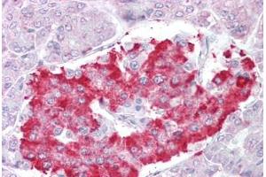 Anti-ATG4D antibody IHC staining of human pancreas. (ATG4D antibody  (AA 444-457))