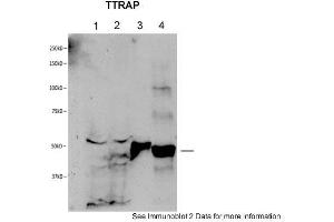 Sample: 1. (TDP2 antibody  (Middle Region))