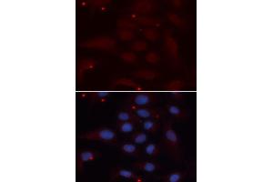 Immunofluorescence analysis of U2OS cells using KPNA1 antibody. (KPNA1 antibody  (AA 1-300))