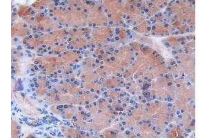 Immunohistochemistry (IHC) image for anti-Latexin (LXN) (AA 1-223) antibody (ABIN7442057)