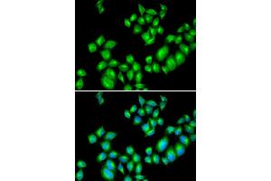 Immunofluorescence (IF) image for anti-Dopamine Receptor D3 (DRD3) antibody (ABIN1872356) (DRD3 antibody)