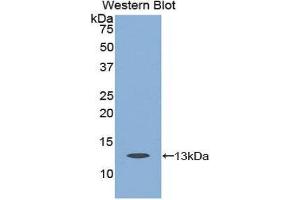 Western Blotting (WB) image for anti-Caspase 6, Apoptosis-Related Cysteine Peptidase (CASP6) (AA 194-293) antibody (ABIN3205247) (Caspase 6 antibody  (AA 194-293))