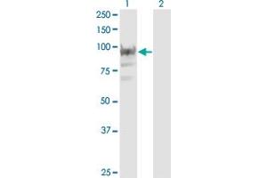 Western Blot analysis of RBM12 expression in transfected 293T cell line by RBM12 monoclonal antibody (M05), clone 1D12. (RBM12 antibody  (AA 834-932))