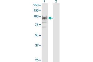 Western Blot analysis of RBM12 expression in transfected 293T cell line by RBM12 monoclonal antibody (M05), clone 1D12.