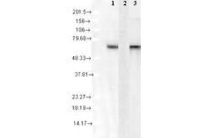 Image no. 1 for anti-Heat Shock 70kDa Protein 8 (HSPA8) antibody (ABIN466930) (Hsc70 antibody)